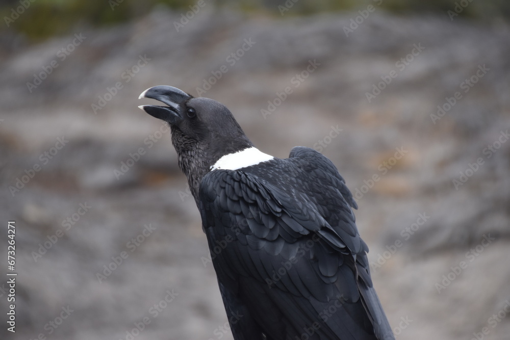 Large White Necked Raven on Kilimanjaro, Tanzania Large White Necked Raven on Kilimanjaro, Tanzania
