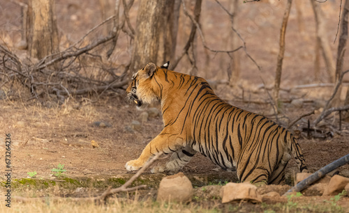 Male tiger (Panthera tigris) at the forest of Ranthambore tiger reserve.