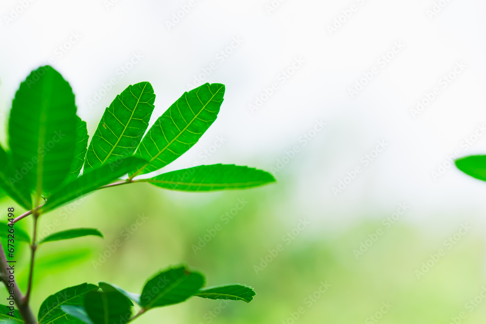 Fototapeta premium Closeup nature view of young green leaf on sunlight using as background and fresh ecology wallpaper concept