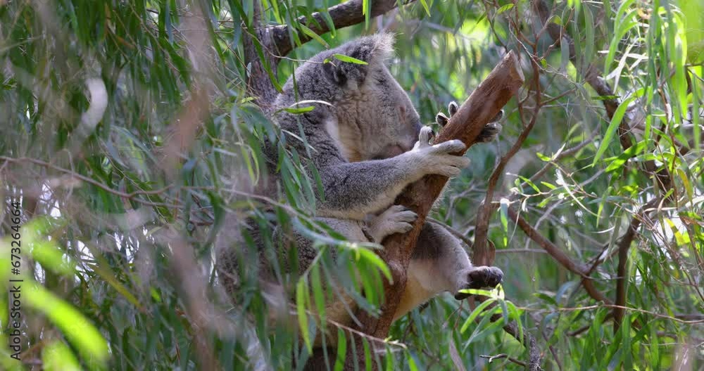 Close up view of a Koala asleep in a tree in it's natural habitat Close up view of a Koala asleep in a tree in it's natural habitat