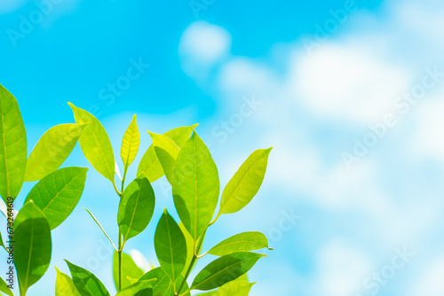 Closeup nature view of green leaf on blue sky background with copy space using as background concept