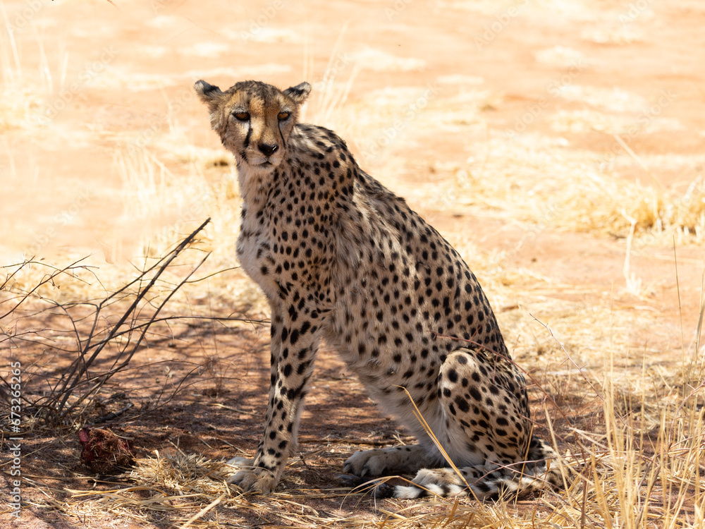 Senior female cheetah sitting in the shade staring with lazy expression during a sunny morning, Cheetah Conservation Fund reserve, Otjiwarongo, Namibia Senior female cheetah sitting in the shade staring with lazy expression during a sunny morning, Cheetah Conservation Fund reserve, Otjiwarongo, Namibia