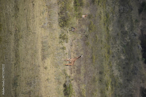Photography African giraffes in the wild in Arusha National Park, Tanzania