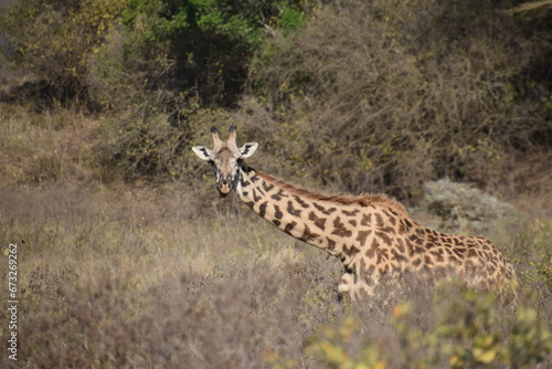 Canvas Print African giraffes in the wild in Arusha National Park, Tanzania