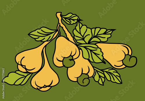 Cajú vector