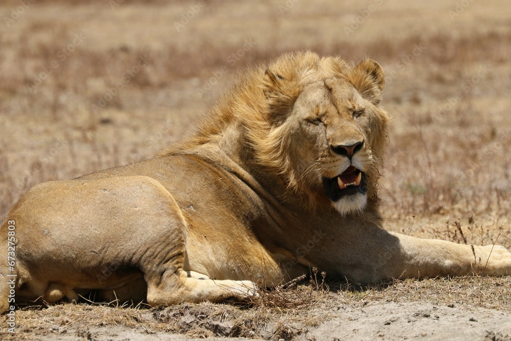 Beautiful Lions in the Serengeti National Park - Tanzania, Africa Beautiful Lions in the Serengeti National Park - Tanzania, Africa