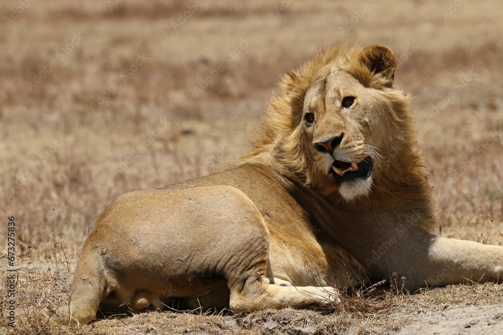 Obraz premium Beautiful Lions in the Serengeti National Park - Tanzania, Africa