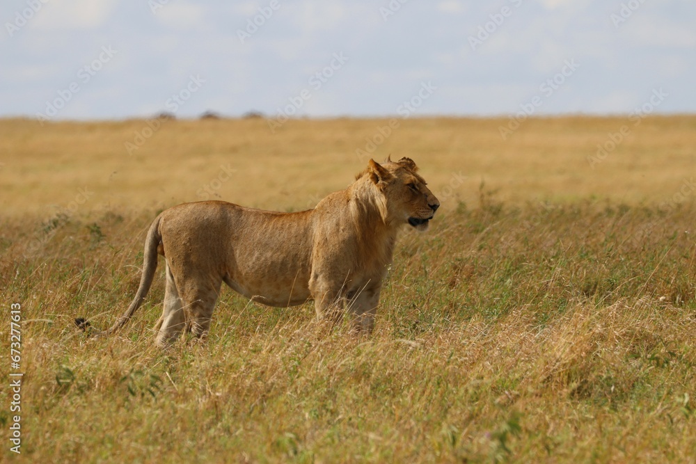 Beautiful Lions in the Serengeti National Park - Tanzania, Africa Beautiful Lions in the Serengeti National Park - Tanzania, Africa
