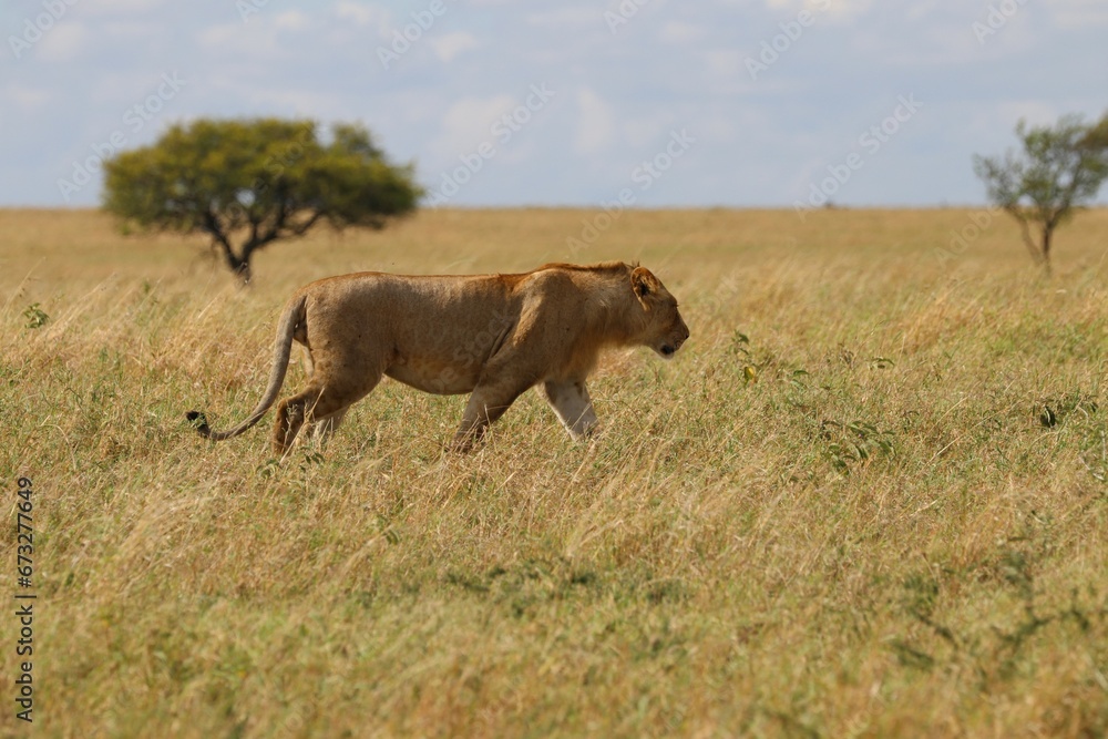 Beautiful Lions in the Serengeti National Park - Tanzania, Africa Beautiful Lions in the Serengeti National Park - Tanzania, Africa