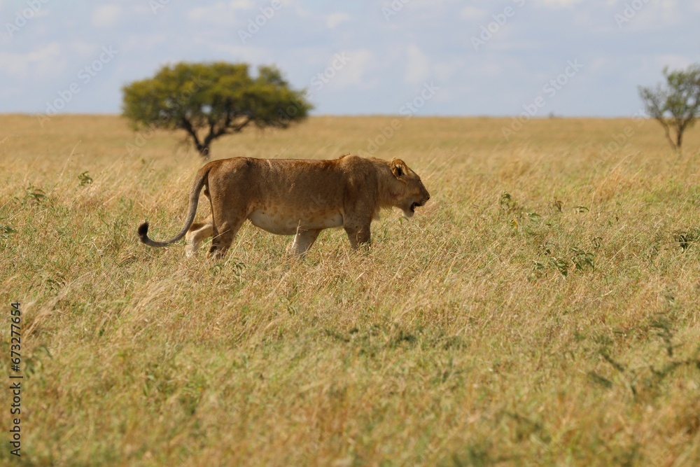 Beautiful Lions in the Serengeti National Park - Tanzania, Africa Beautiful Lions in the Serengeti National Park - Tanzania, Africa