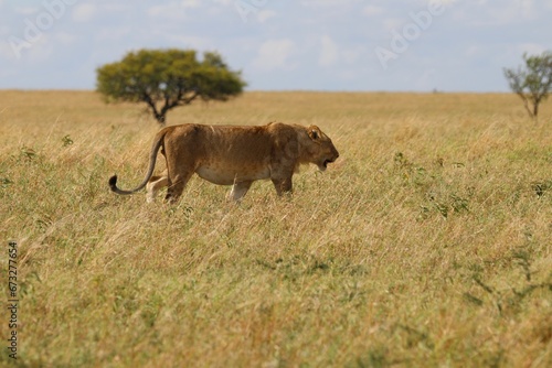 Fototapeta Naklejka Na Ścianę i Meble -  Beautiful Lions in the Serengeti National Park - Tanzania, Africa
