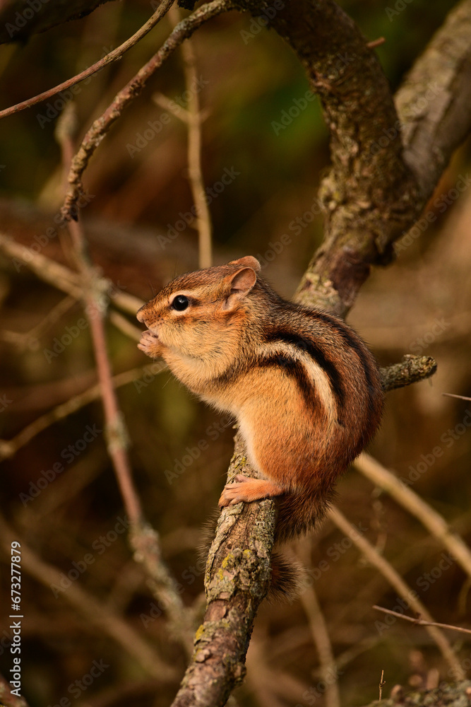 A cute little Chipmunk balances on a branch as it holds its front paws to its mouth eating