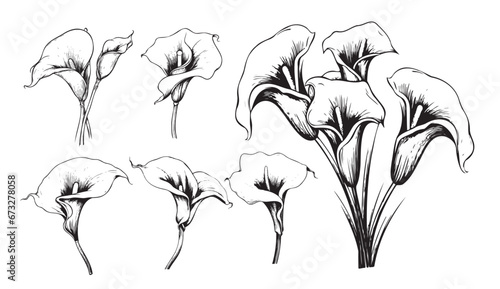 Calla lilies set sketch hand drawn Vector illustration Garden flowers