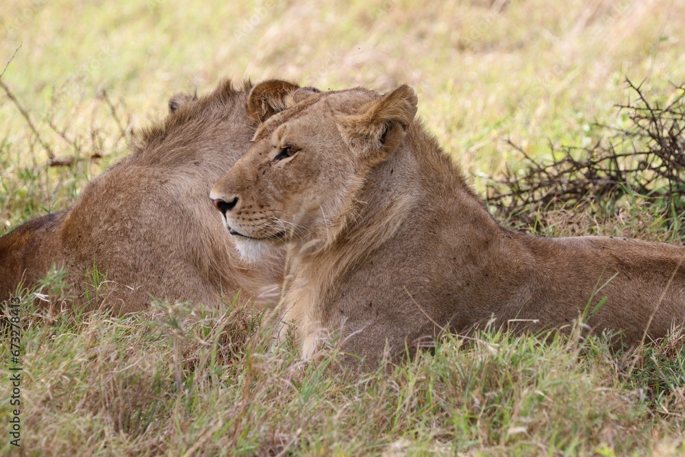 Beautiful Lions in the Serengeti National Park - Tanzania, Africa Beautiful Lions in the Serengeti National Park - Tanzania, Africa