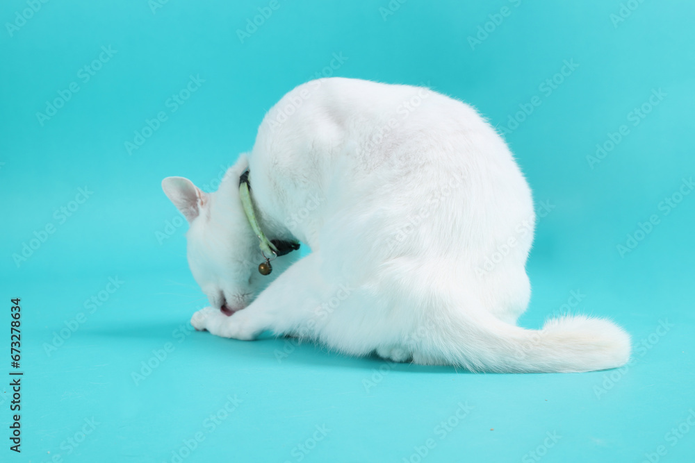 Fototapeta premium Khao Manee Cat