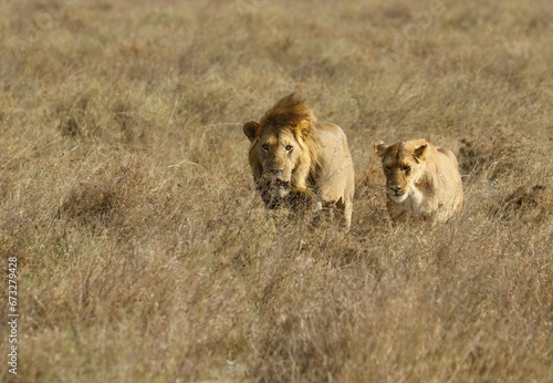 Beautiful Lions in the Serengeti National Park - Tanzania  Africa