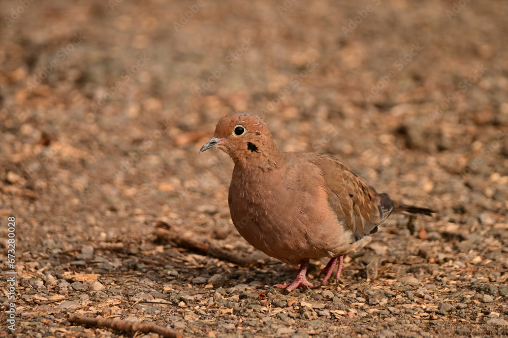 A close up of a mourning dove bird walking along a gravel path A close up of a mourning dove bird walking along a gravel path