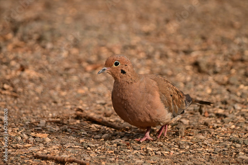 A close up of a mourning dove bird walking along a gravel path