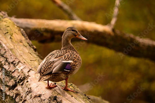 Close up portrait of a female Mallard Duck perched on a fallen tree along a river