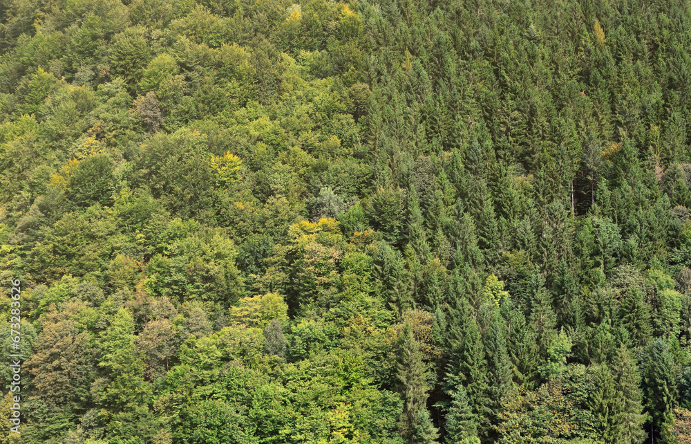 Texture of a mountain forest with many green trees. View from high