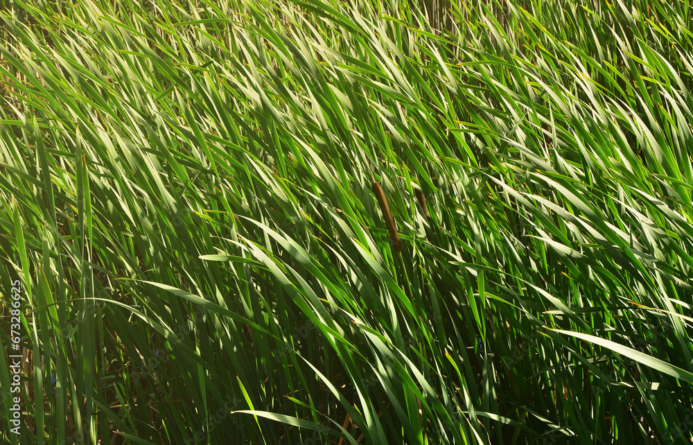 Obraz premium A lot of stems from green reeds. Unmatched reeds with long stems