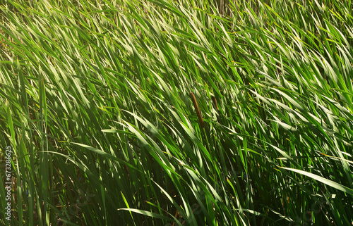 A lot of stems from green reeds. Unmatched reeds with long stems