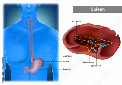 Illustration of Human Spleen Anatomy. Location Of Spleen In Body. Realistic illustration photo