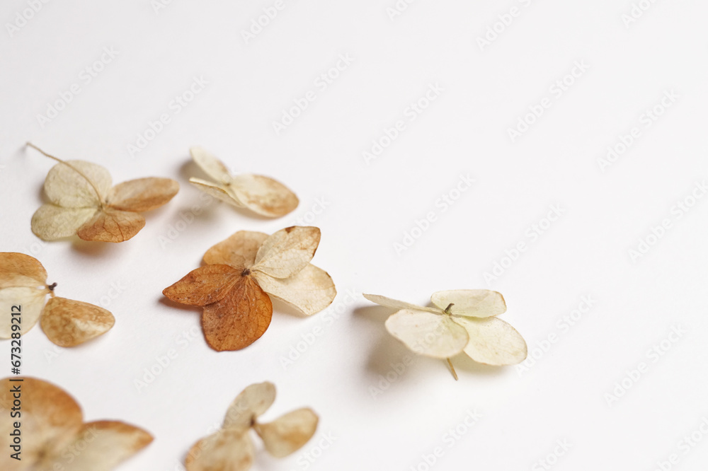 Selective focus on petal of dry hydrangea flower with nature white background. Dried flowers hydrangea. Macro petals of a flower. Autumn season minimal wallpaper concept. Banner. Space for text.