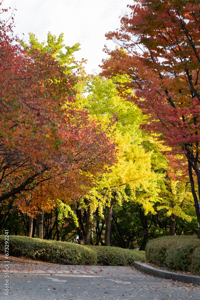 Naklejka premium View of Yeouido Park, walkway with colorful leaves tree, autumn foliage. It is a park in Yeongdeungpo District, Seoul, South Korea.
