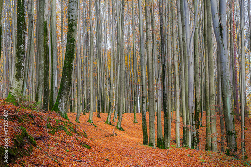 Jesień w lesie buków na Warmii w północno-wschodniej Polsce