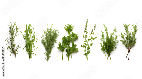 herbs isolated on white background. mint, basil, sage, thyme, parsley, dill, rosemary photo