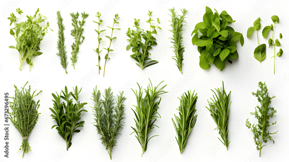 herbs isolated on white background. mint, basil, sage, thyme, parsley, dill, rosemary, etc. - obrazy, fototapety, plakaty 