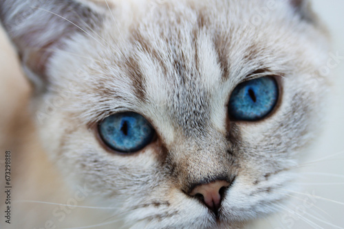 Selective focus portrait shot of tabby point cat purebred cat with deep blue eyes. Blue eyes Thai or Siamese cat close-up. Seal Neva Masquerade Siberian Domestic Cat eyes. Blue eyes purebred cat