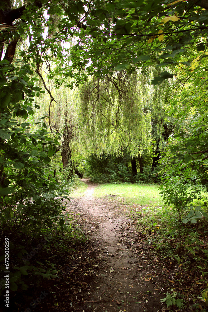 A colorful summer landscape. A walk in the wild forest. A colorful summer landscape. A walk in the wild forest.