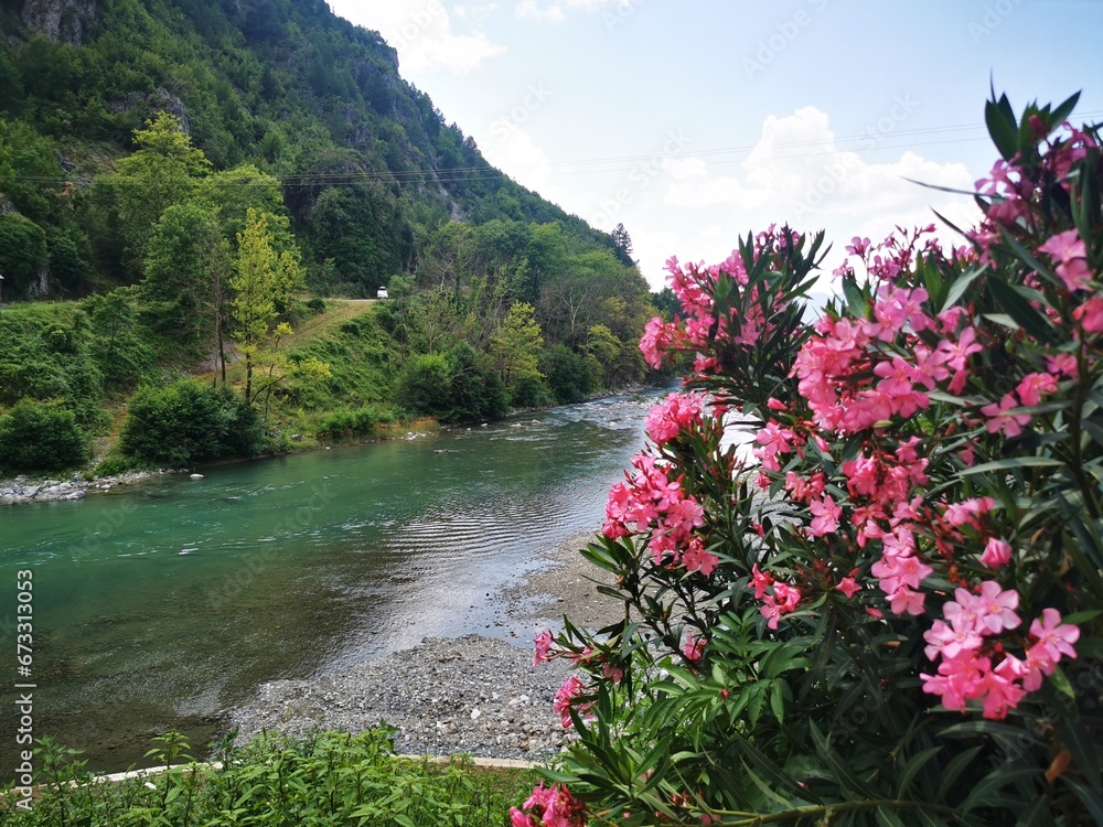 Blumen am Aoos Fluss in Konitsa
