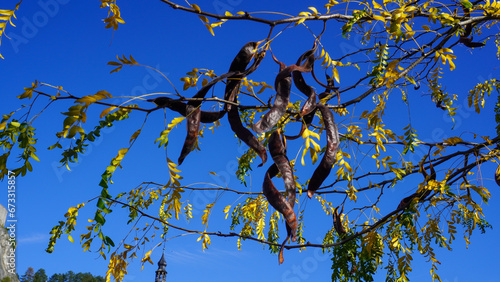 Blätter und Hülsenfrüchte der Gleditschie (Lederhülsenbaum) im Herbst