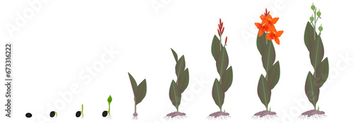 Cycle of growth of cannas plant isolated on a white background.