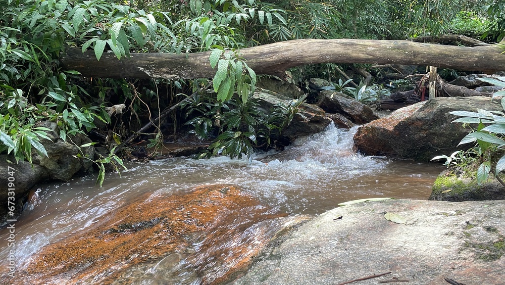 stream flowing into the forest stream flowing into the forest