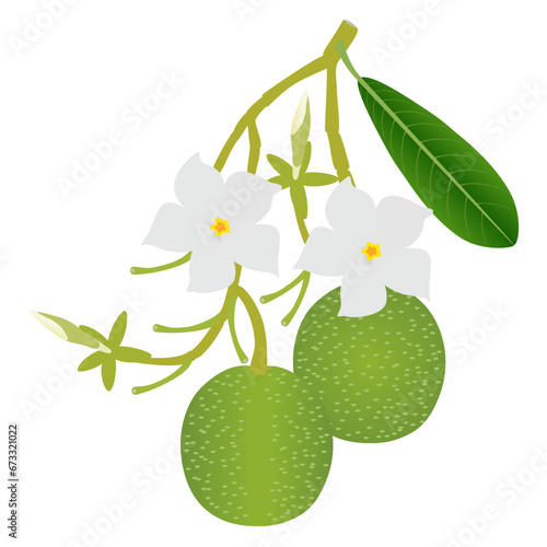 Branch with flowers and pong pong othalanga Cerbera odollam fruit on white background.