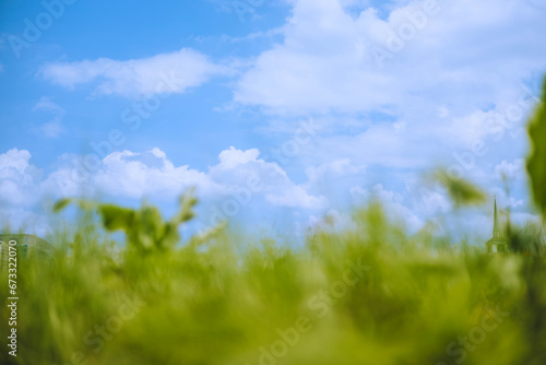 구름 식물 하늘