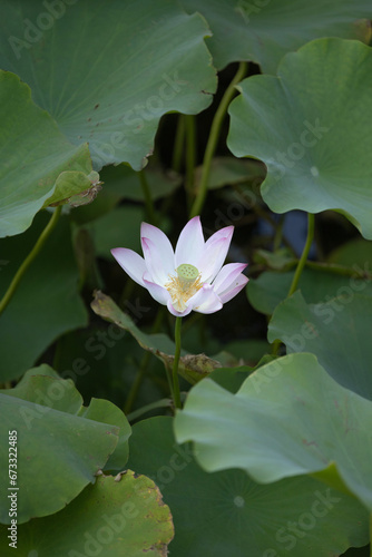 flower, 연꽃, h2o, 네이처,