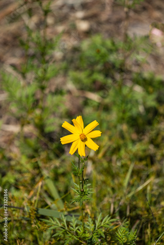 flower, 네이처, 들판, flower, yellow, 여름, 봄, 목초지, 목초, 데이지, sky, 식물, 블로섬, 뜰, 난폭한, 경관, 미나리아재비, blue, 미, 식물, 변색, 개화, 캐모마일, 명랑한, beautiful