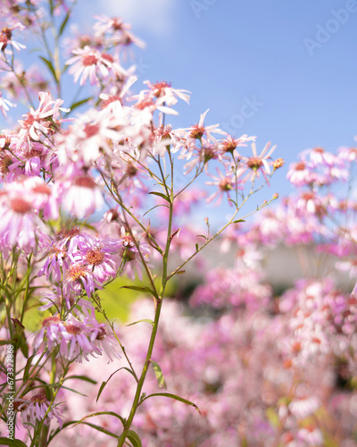 flower, 네이처, 분홍, 봄, 식물, flower, 블로섬, 개화, 뜰, 보라색, 식물, 여름, 미, 근접, 매크로, 개화, 가지, 꽃, 변색, 나뭇잎, 꿀벌, 헤더, 나물, beautiful