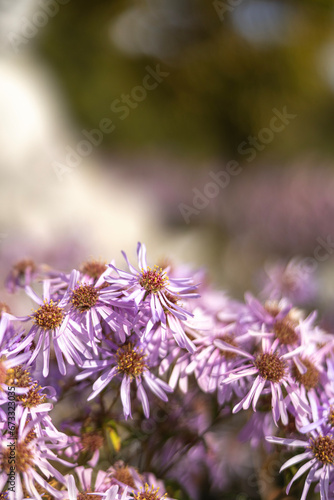 flower, 네이처, 분홍, 봄, 식물, flower, 블로섬, 개화, 뜰, 보라색, 식물, 여름, 미, 근접, 매크로, 개화, 가지, 꽃, 변색, 나뭇잎, 꿀벌, 헤더, 나물, beautiful