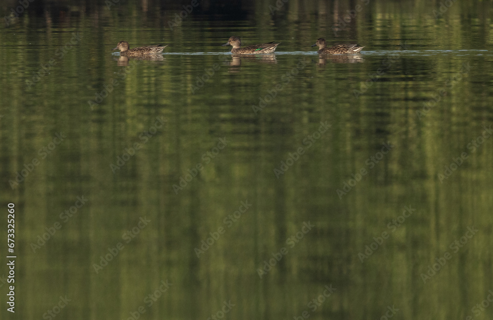 Common Teal swimming at Tubli bay, Bahrain Common Teal swimming at Tubli bay, Bahrain