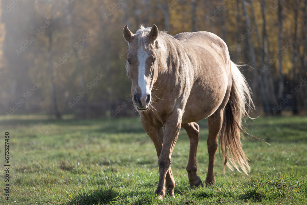 palomino, American Quarter Horse in an autumn meadow against the background of the forest