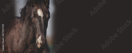 Head, portrait of a beautiful black horse on a dark stable background. Banner with place for text. horse riding