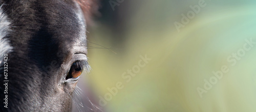 Horse head close up. Banner on a bright blurry background for text. Beautiful relaxed eye © Ella