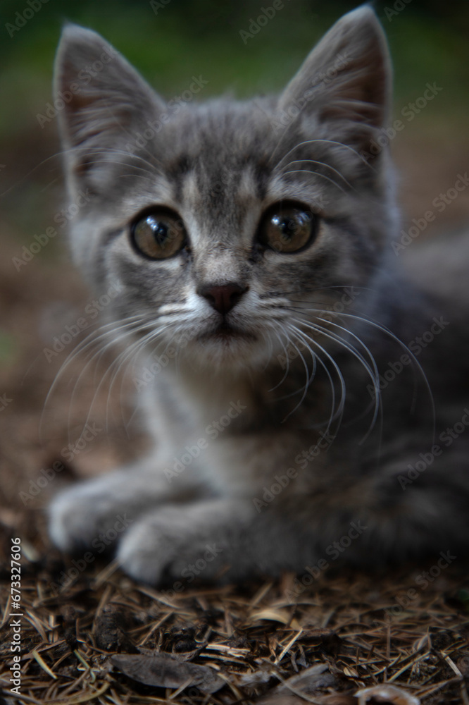 The kitten sitting on the ground is looking forward.