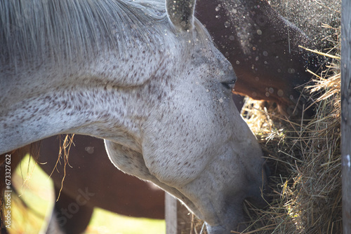 Horses eat hay up close. Hay dust allergen. Horse allergy concept. Horse health ​